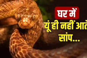 Vastu Tips: पितृ दोष या कालसर्प दोष? घर में सांप का आना देता है ये गंभीर संकेत!