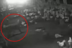 धमतरी में पोल्ट्री फार्म पर तेंदुए का हमला, 10 मुर्गियों का किया शिकार, CCTV में कैद हुई पूरी घटना