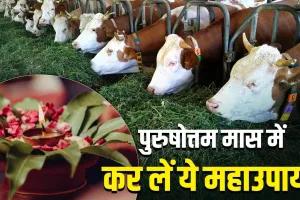 Purushottam Maas 2026: 15 जून से पहले कर लें ये 6 चमत्कारी उपाय, भगवान विष्णु की कृपा से खुल सकते हैं किस्मत के बंद दरवाजे