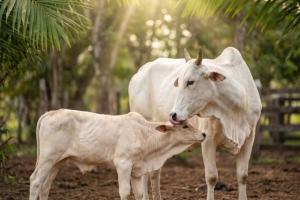 बहुला चौथ आज, संतान की लंबी उम्र और सुख-समृद्धि की कामना कर माताओं ने रखा व्रत