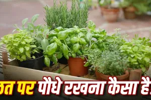 Plants on Terrace Vastu: छत पर गमले रखने से पहले जान लें वास्तु के ये नियम, इन दिशाओं में पौधे रखना माना जाता है बेहतर